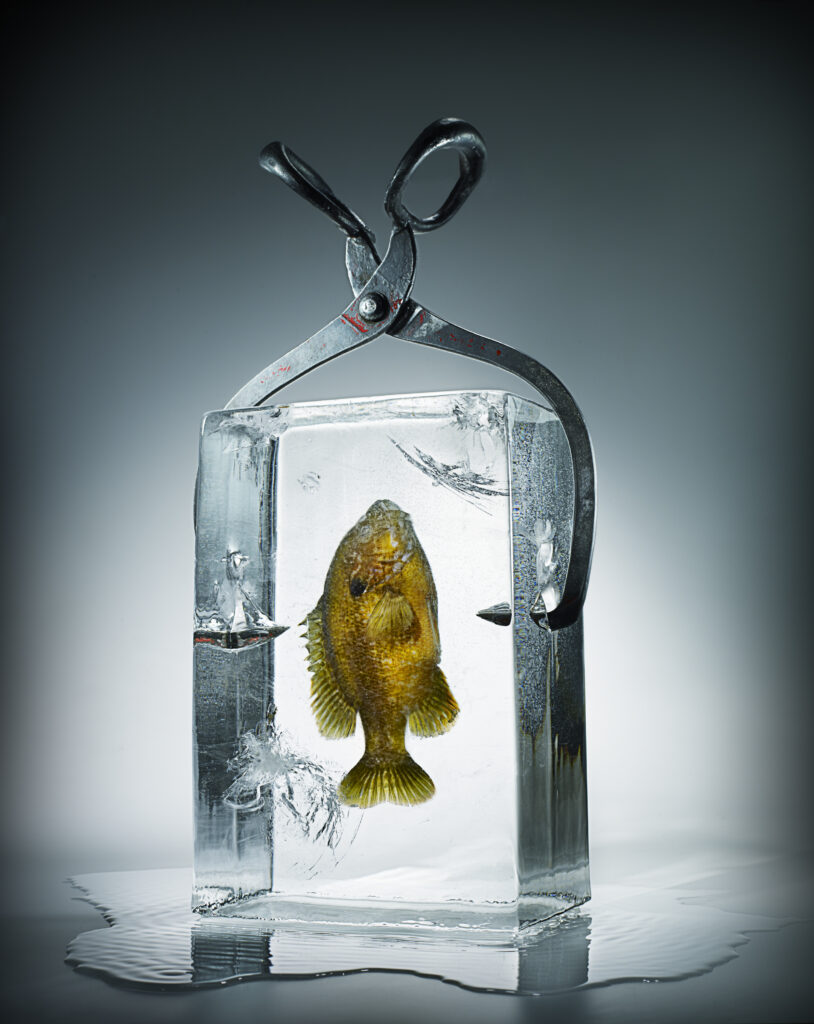 Zamrznjene ribe, frozen fish