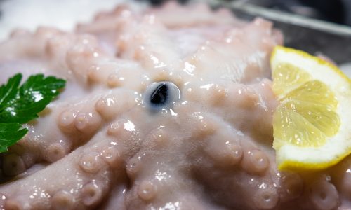 Hobotnica, octopus